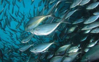 Eksport tuna Halal di ASEAN meningkat, Vietnam perlu polisi lebih kukuh
