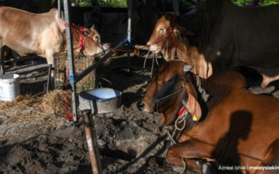 Bekalan ternakan dijangka mencukupi untuk Aidiladha