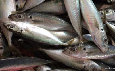 Status halal ikan juga boleh gugur jika tempat pemprosesan tidak bersih