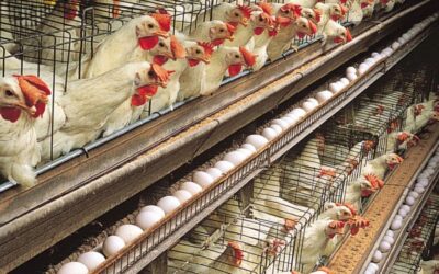 Egypt cuts frozen poultry prices ahead of Ramadan
