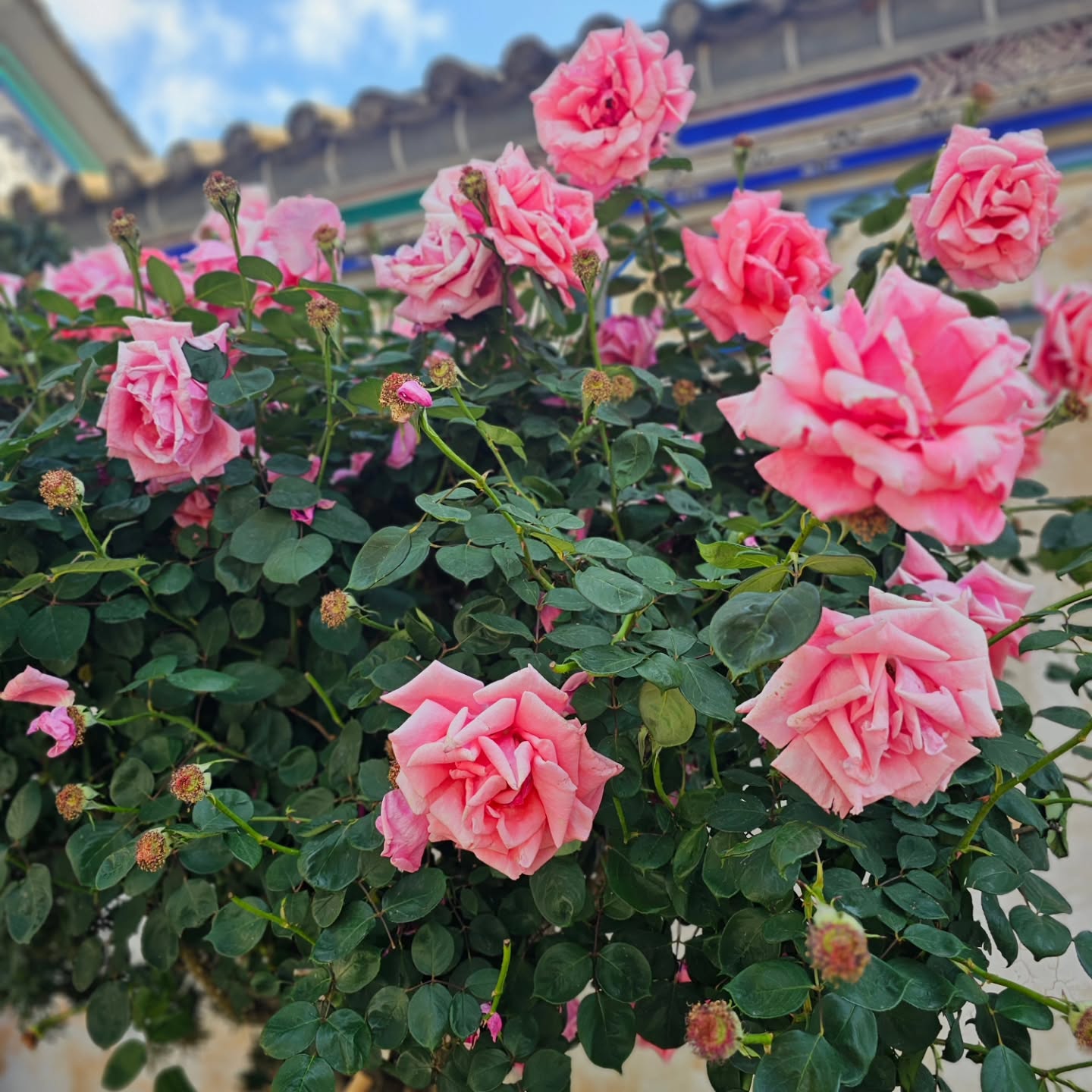Roses bloom in abundance across this land, infused not only into perfumes and…