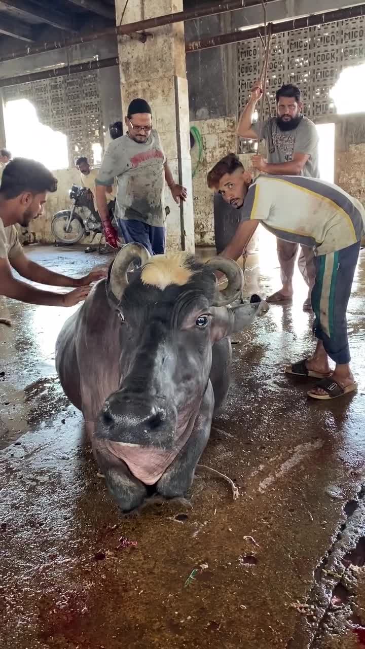 Karachi Slaughterhouse Reality 🔥 | Butcher Life You’ve Never Seen 😳 ⸻ 📝 Reel…