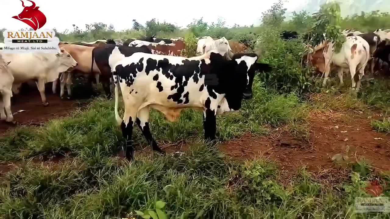 Karibu sana kwa wote mnaohitaji ng’ombe za Qurban! Tupo teyari kuwahudumia…