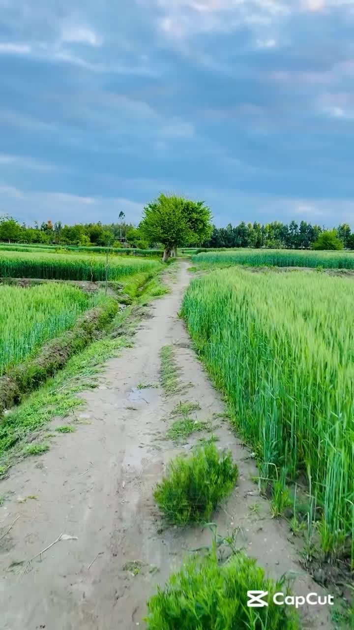 ما شاء الله ♥️ 🐄 سبحاني د خوسکیو فارم 🐑 د کیفیت، باور او تازه‌ګۍ نوم! موږ…