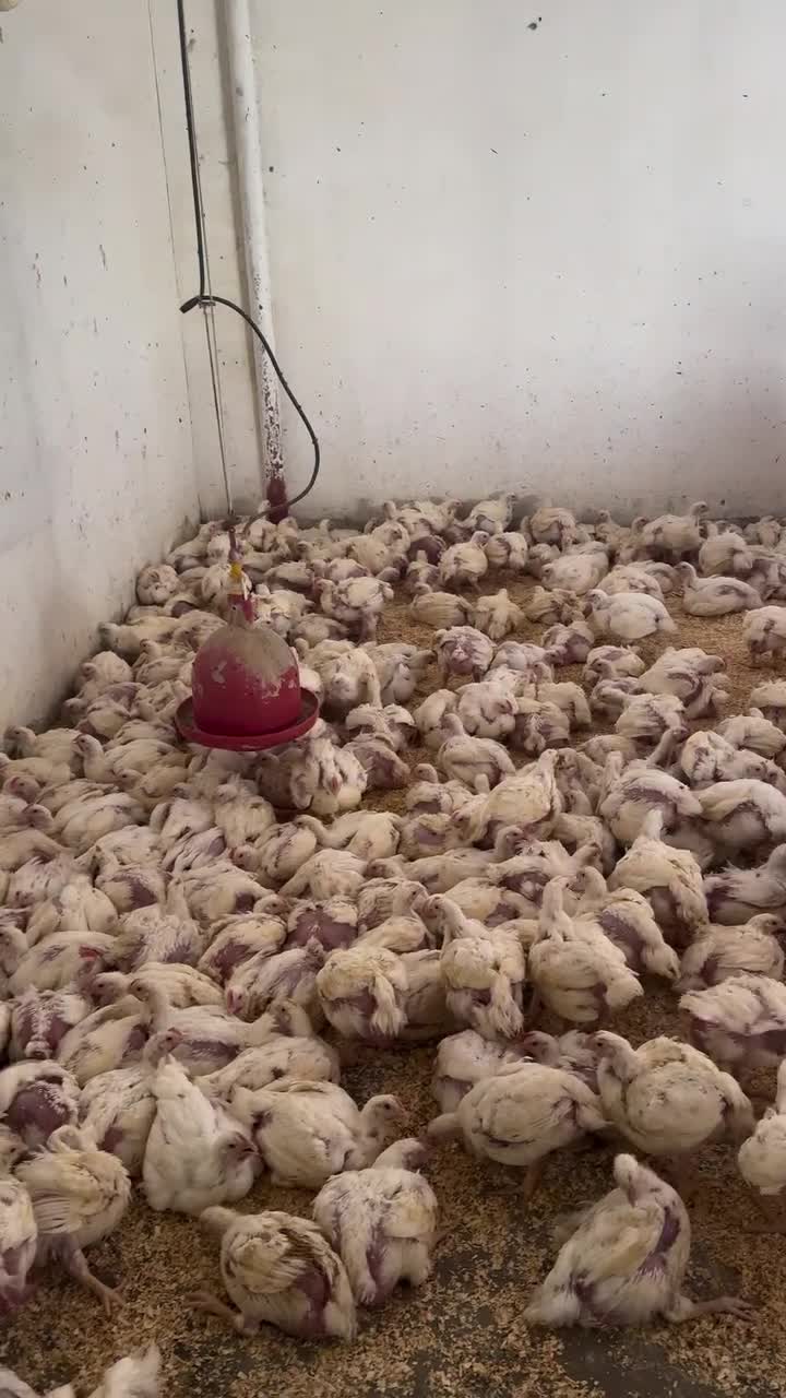 ✨ ماشاءاللہ آج ایک زبردست وزٹ ہوا فریش گوشت کی دکان پر 🐔🐇 جہاں ہر طرف تازگی…